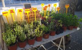 Les Jardins de Bapeaume stand1 - Au rendez-vous des Normands