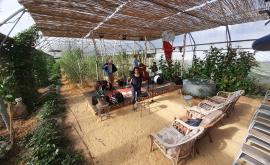 Végétal Théâtre intérieur - Au rendez-vous des Normands