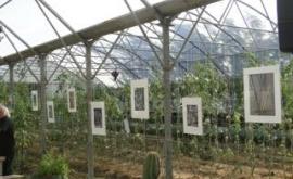 Végétal Théâtre intérieur1 - Au rendez-vous des Normands