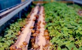 L'escargot du Mont Fossé intérieur - Au rendez-vous des Normands