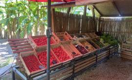 Le Jardin de Fifi extérieur - Au rendez-vous des Normands