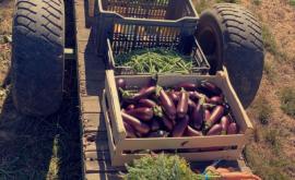 Le Jardin de Fifi produits - Au rendez-vous des Normands