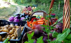 Les Jardins de la Rue produits1 - Au rendez-vous des Normands