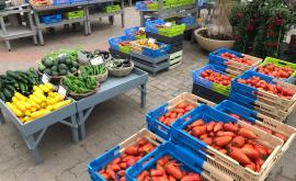 Les serres stéphanaises intérieur - Au rendez-vous des Normands