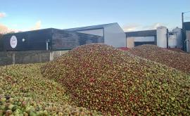 Récolte de la Cidrerie de la Brique