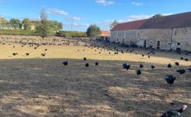 La Ferme Philippe volailles  - Au rendez-vous des Normands