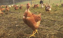 La Ferme d'Egrenne volailles - Au rendez-vous des Normands