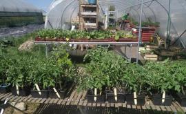 La Ferme de TANGA extérieur - Au rendez-vous des Normands