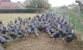 La ferme du mondant volailles - Au rendez-vous des Normands