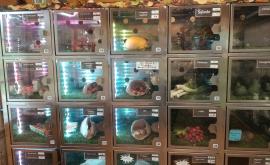 Le jardin de Germain intérieur - Au rendez-vous des Normands