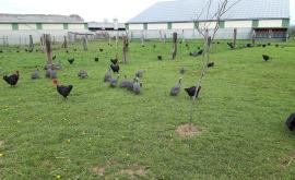 Les plumes normandes volailles - Au rendez-vous des Normands