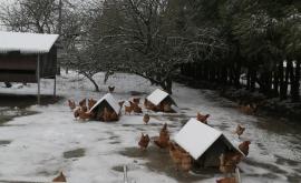 Nos Chairs Poules Ô Bio extérieur - Au rendez-vous des Normands