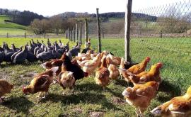 Les volailles fermières de Sandrine extérieur - Au rendez-vous des Normands
