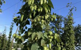 Houblons de Lictot produit - Au rendez-vous des Normands