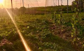 Houblons de Lictot produit 2 - Au rendez-vous des Normands