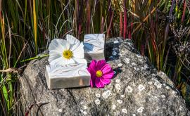 Clem'nature - Au rendez-vous des Normands