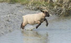 Le Grévin - Au rendez-vous des Normands