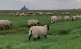 Le Grévin - Au rendez-vous des Normands