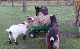 Bulle de verdure chèvres - Au rendez-vous des Normands