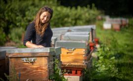 Les Ruchers de Normandie - Au rendez-vous des Normands