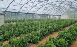 EARL François  légumes - Au rendez-vous des Normands