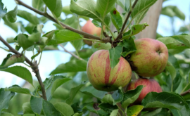 Verger de la Belaître produits1 - Au rendez-vous des Normands