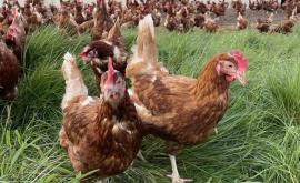 La poule aux oeufs d’Eure extérieur - Au rendez-vous des Normands