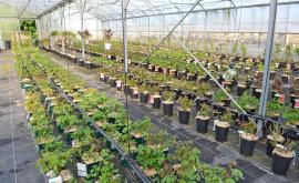 Pépinières Lecomte - Au rendez-vous des Normands