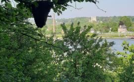 essaim face à l'abbaye de Jumièges