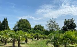 Fleur de Palmier palmeraie - Au rendez-vous des Normands
