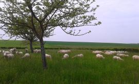 Ferme des Vieilles Maisons - Au rendez-vous des Normands