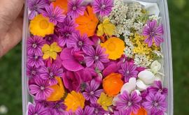 Boîte de fleurs sauvages colorées à destination des restaurateurs