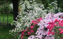 Les Pétales de la Baie exterieur1 - Au rendez-vous des Normands