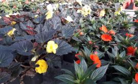 Les Serres de Touffréville extérieur1- Au rendez-vous des Normands