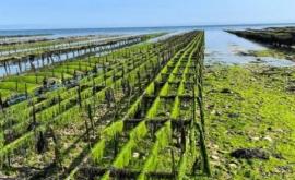 Magma extérieur - Au rendez-vous des Normands