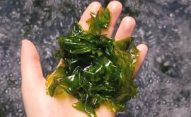 Magma produit - Au rendez-vous des Normands