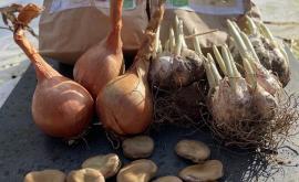 Ferme du caillou marais - semences paysannes et plants biologiques
