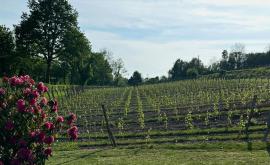 Domaine des déserts vignes - Au rendez-vous des Normands
