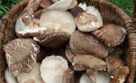 Le Bosquet de la Vère champignons - Au rendez-vous des Normands