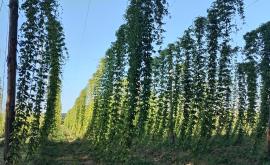 Houblonn'eure1 - Au rendez-vous des Normands