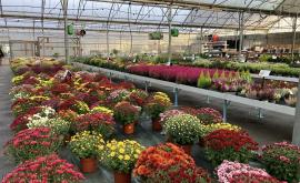 Ets.Aubry - Au rendez-vous des Normands