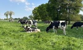 Nos vaches laitières