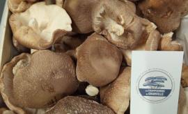 Les Champignons de Granville 1- Au rendez-vous des Normands