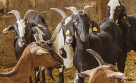 Le troupeau crédit photos Thib's Prod