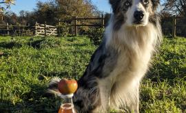 Au pain levé jus- Au rendez-vous des Normands