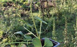 PERMA Graines plant - Au rendez-vous des Normands