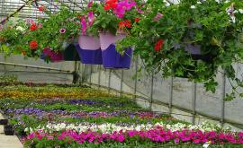 Dubois Fleurs intérieur - Au rendez-vous des Normands