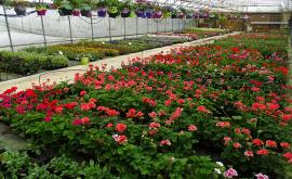 Dubois Fleurs intérieur1 - Au rendez-vous des Normands