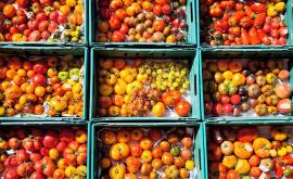 Plant'Eure tomates - Au rendez-vous des Normands