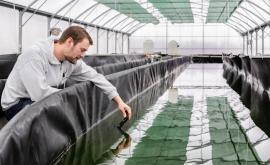 La Spiruline des Vikings production - Au rendez-vous des Normands